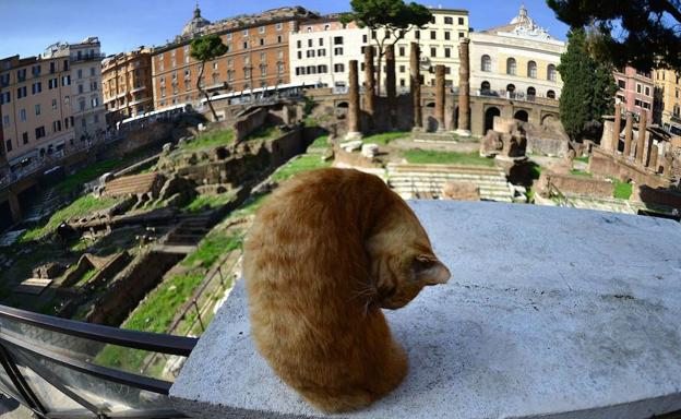 Un gato ante la plaza Largo di Torre Argentina en Roma. /GABRIEL BOUYS (Afp)