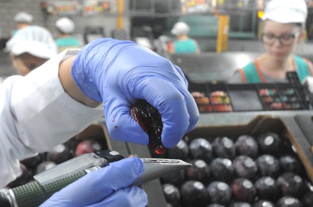 Una inspectora saca el jugo a una ciruela para evaluar su nivel de azúcar, uno de los requisitos imprescindibles para certificar que el producto puede llevar la marca de calidad Ciruela de Extremadura. ::