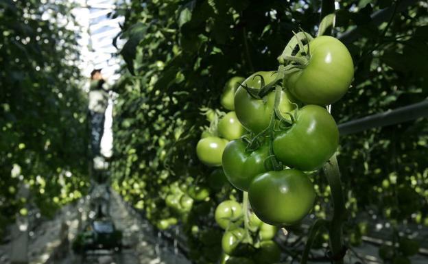 Planta de tomate en un invernadero./