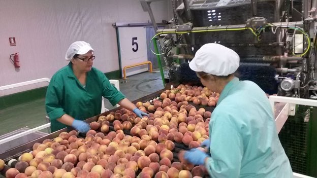 Trabajadoras en una cooperativa extremeña. :: hoy/