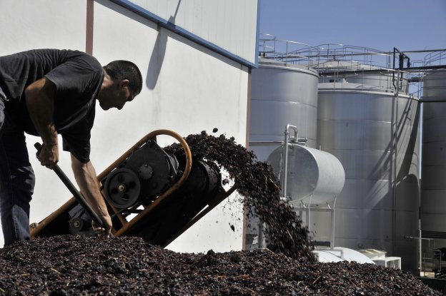 Racimos de uva antes de su transformación en vino. :: hoy