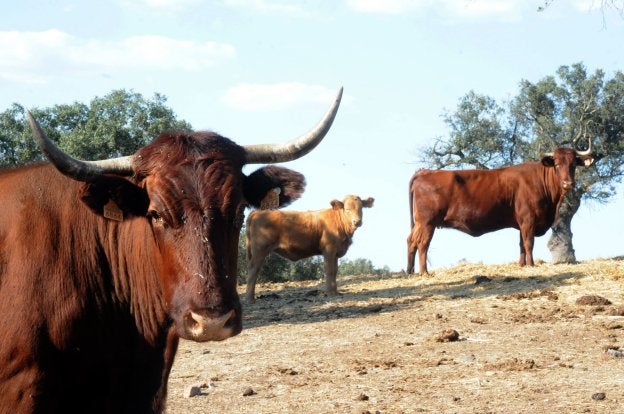 Vacas no afectadas por tuberculosis en la región. :: HOY