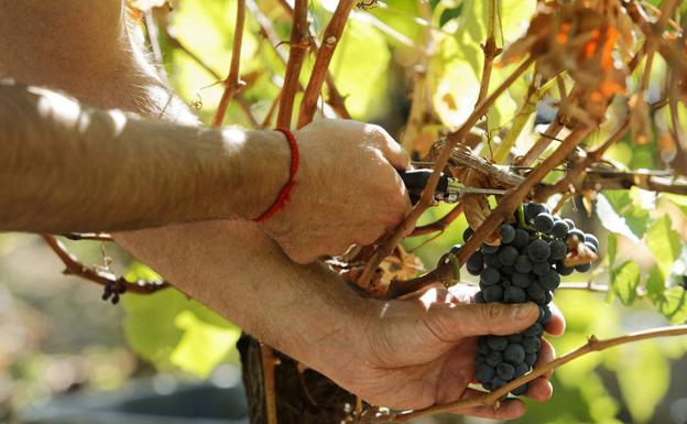Corte de un racimo de uvas durante la vendimia:. HOY