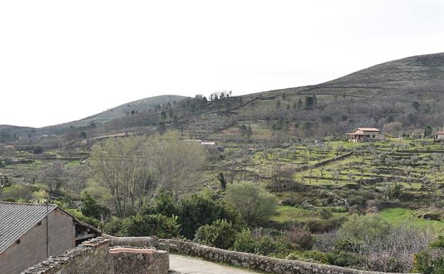 Acebo, en Sierra de Gata./HOY