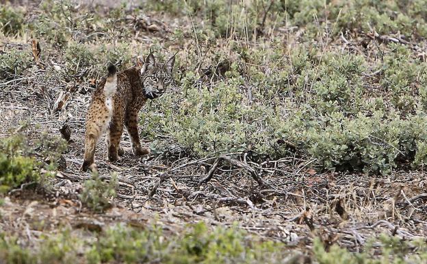 Foto de archivo de un ejemplar de lince ibérico./HOY