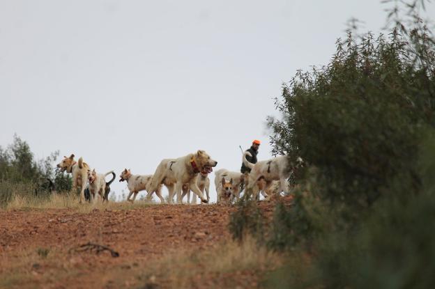 Perros de caza. :: FÉLIX SÁNCHEZ MONTES/