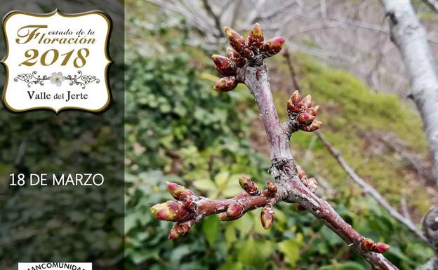 Estado de la floración a fecha de 18 de marzo. /TURISMO VALLE DEL JERTE