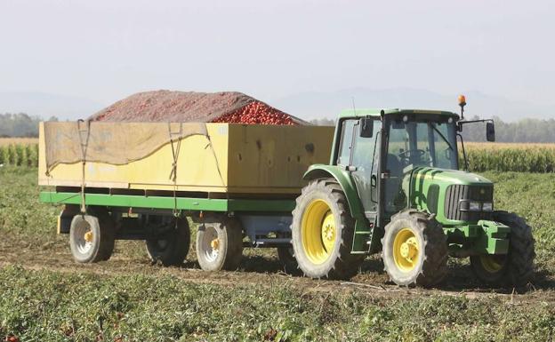Desciende la contratación y superficie plantada de tomate en Extremadura