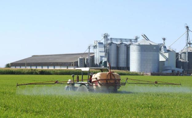 Imagen de archivo de labores de sanidad vegetal en un campo de arroz extremeño./HOY