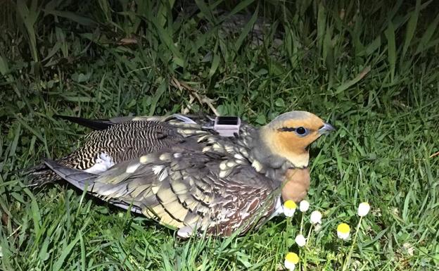 Ganga ibérica radiomarcada para el estudio de uso del hábitat por la especie.