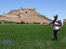 Un agricultor esparce abono en una parcela de arroz de la vega del Guadiana, a pie del Castillo de Medellín./ RAÚL HABA/