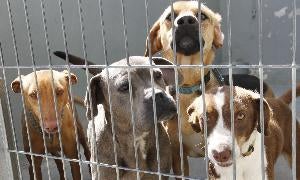 Veterinaria se hará cargo de la perrera municipal