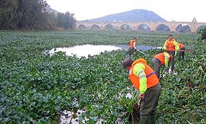 Imagen de 2010 de operarios de la Confederación Hidrográfica del Guadiana eliminando plantas de camalote del río./