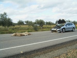 Un coche que acaba de impactar con varias ovejas. Ocurrió en marzo cerca de Zalamea. ::
HOY/