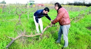 Gabino le da una clase práctica a Daniel en las instalacios de la escuela de Ingenierías Agrarias. :: C.M./