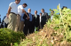 Un técnico de Pepsico explica al ministro Arias Cañete las características del cultivo del cacahuete, ayer, en San Pedro de Mérida. :: BRÍGIDO/