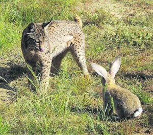Fárfara, uno de los linces del centro de cría extremeño. :: HOY/