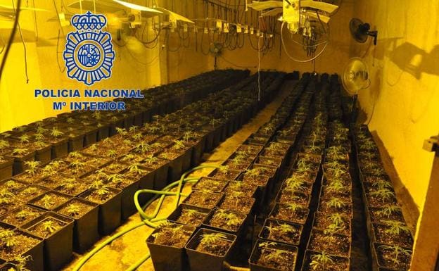 Detienen a dos personas e intervienen 593 plantas de marihuana en Calamonte