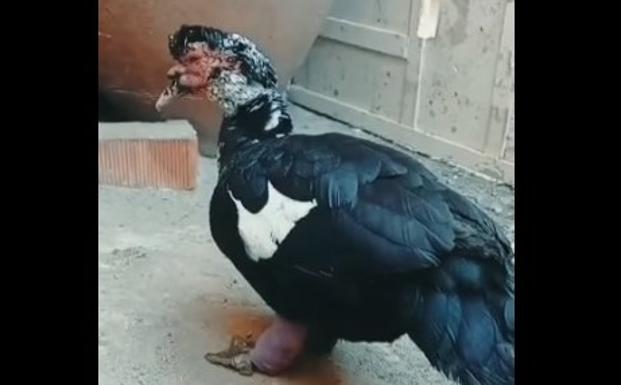 El pato presenta una gran hinchazón en una de las patas. /SOS CAMPANARIO