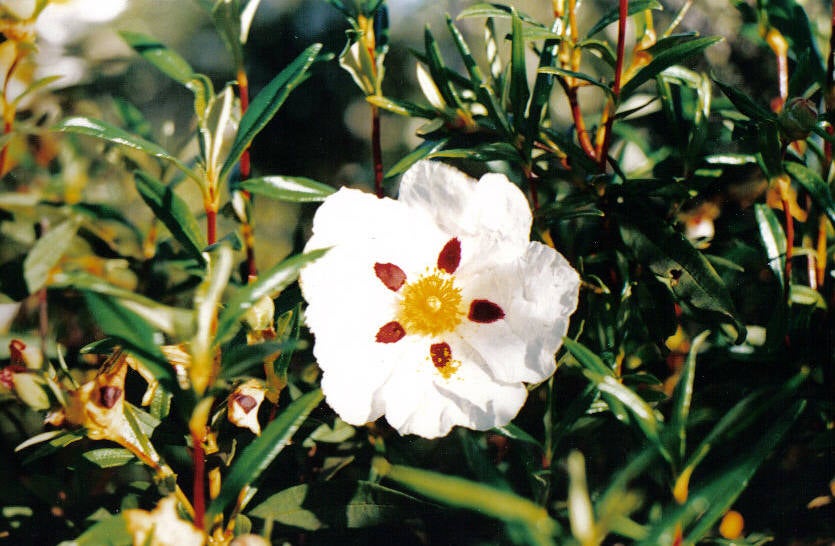 La flor de jara tan presente en los campos de Guareña./Pedro Fernández