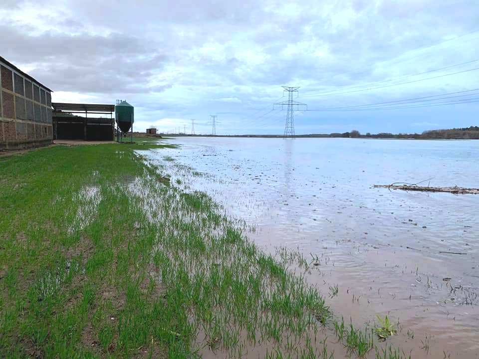 Una de las fincas jaraiceñas anegadas por el Tiétar./S.E.