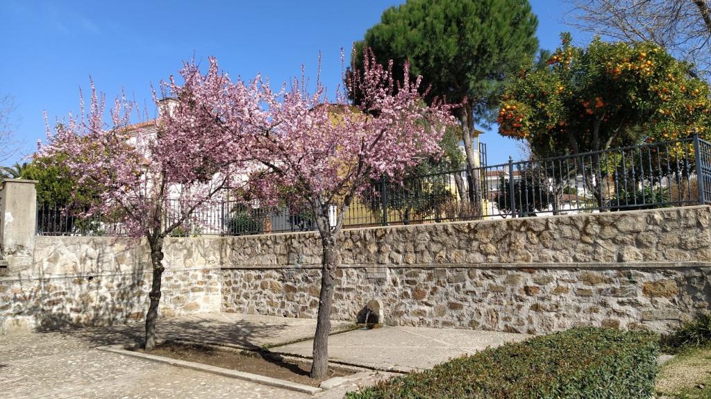 Fuente de la ermita con los árboles floridos de rosa. 