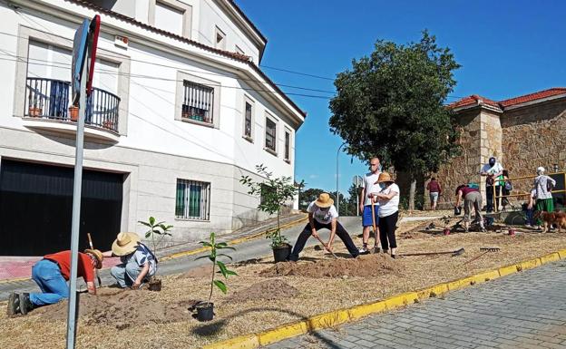 Voluntarios plantando árboles /MAM