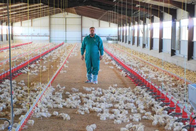 Dos extremeños idean un sistema para agilizar la limpieza de las granjas de  pollos | Hoy