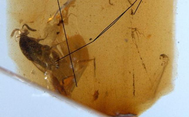 Fragmento de ámbar que contiene parte de la tela de araña con la araña más antigua del mundo además de otros insectos, hallado en la sierra de San Just./Efe