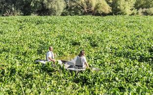 El camalote y el Guadiana, historia de una invasión