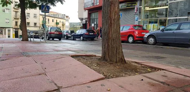 Details 100 árboles que levantan el suelo