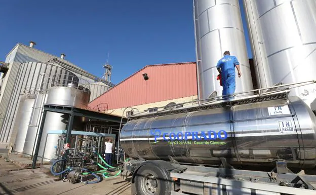 Camión cisterna cargado de leche en la cooperativa Cooprado de Casar de Cáceres. /Brígido