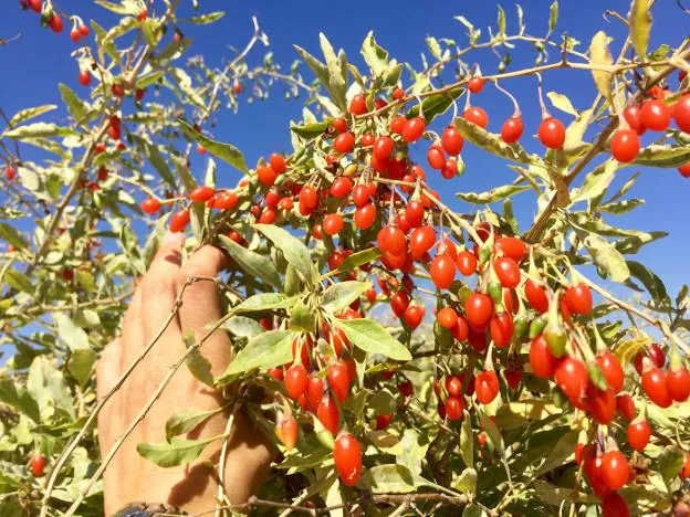 Las bayas de Goji pertenecen a la familia de las solanáceas, como el tomate o el pimiento. Es un arbusto de metro y medio que aguanta temperaturas de -20 a 45 grados y no necesita demasiada agua. Su recolección es manual. /David Palma