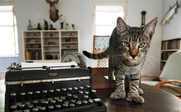 Uno de los gatos de seis dedos, este llamado 'Hairy Truman', posa sobre el escritorio del novelista. /Ap