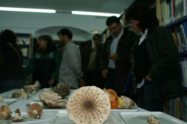 Aficionados a las setas en unas jornadas micológicas. / E.G.R.