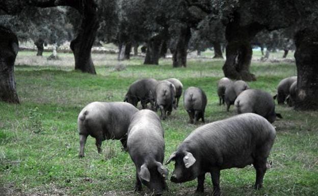 Las últimas lluvias mejoran las expectativas para la aceituna y la montanera