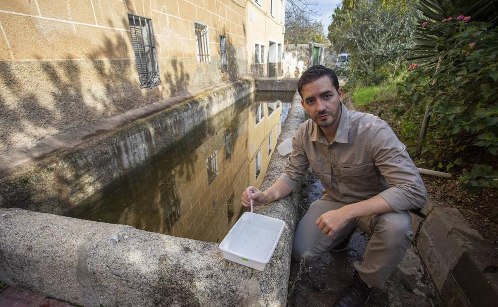 El veterinario Daniel Bravo muestra ejemplares de mosquitos hallados en la Ribera del Marco. /JORGE REY