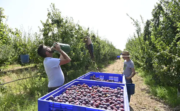 José Antonio Lima, de Higuera de Vargas, bebe agua tras vaciar un cubo de ciruelas recién recogidas. /J. V. Arnelas