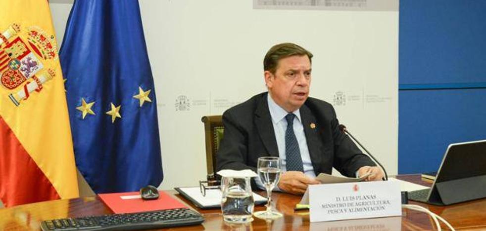 Planas anuncia decreto de ordenación de granjas de vacuno en otoño - Vimarsana News