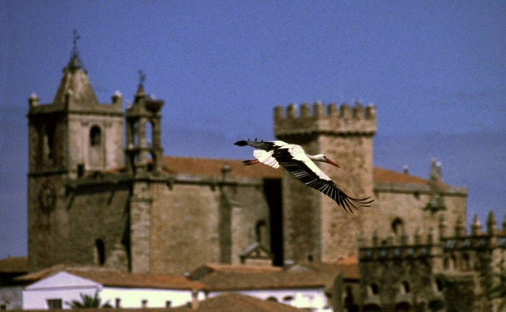 Imagen perdida. Fotografía de archivo de una cigüeña en Cáceres. /HOY
