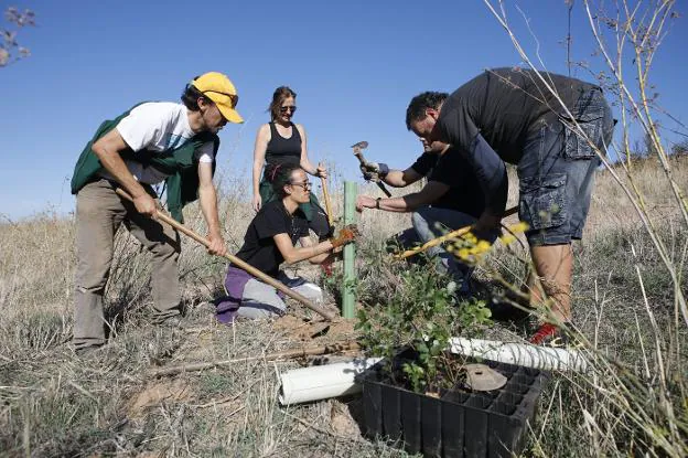 Un momento de la plantación de alcornoques, ayer, en la zona de la ladera del Amparo. / ARMANDO MÉNDEZ