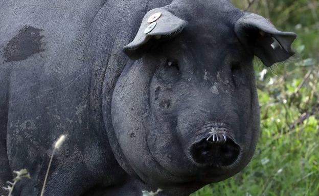 Ejemplar de cerdo ibérico.