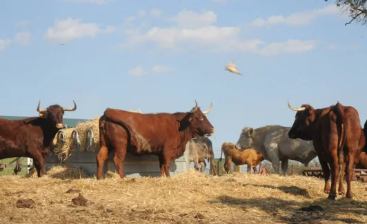 Ganado vacuno en una granja. 