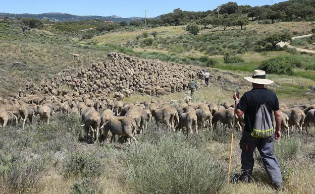 Un grupo de pastores trashumantes </p><p>conduce al ganado por una vía</p><p>pecuaria cerca del puerto de</p><p>Miravete, la pasada primavera . /hoy