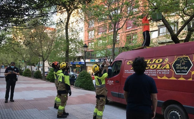 Momento en el que bomberos y personal de una empresa especializada retiran el enjambre, este lunes. /L. A.