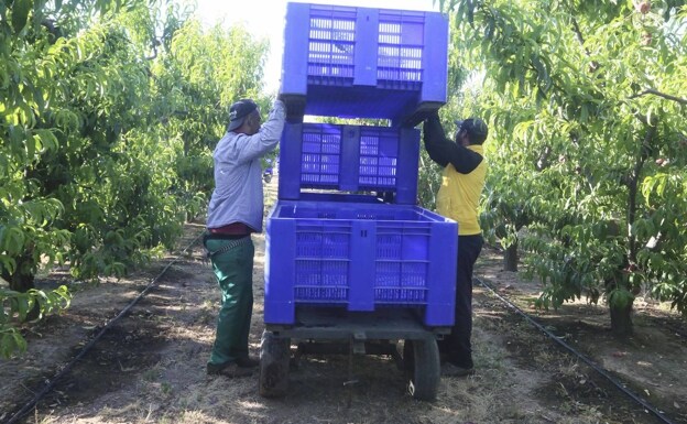 Dos trabajadores agrícolas en la recogida de la fruta en esta campaña en una finca de Mérida. /J. M. ROMERO