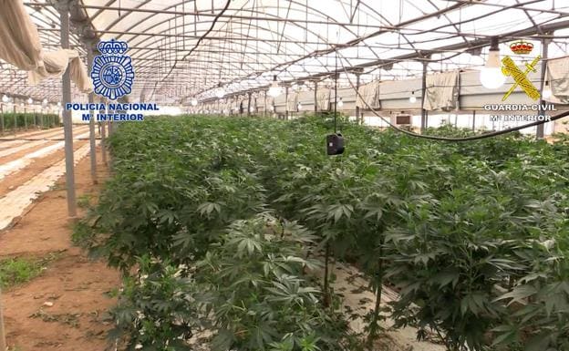 Marijuana plantation in the Barcelona town of Vilasar de Mar, dismantled this month. 