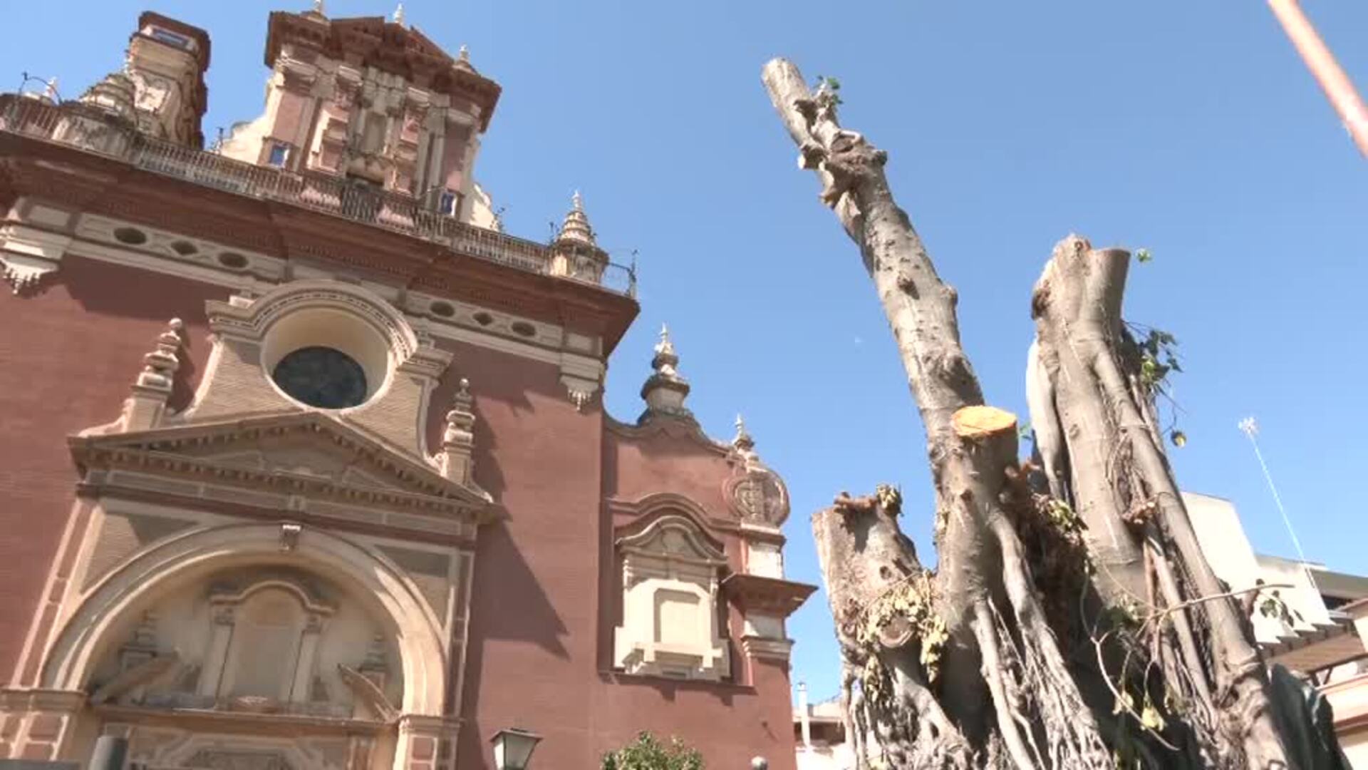 El Ficus Centenario De Triana Se Queda Hoy 6386