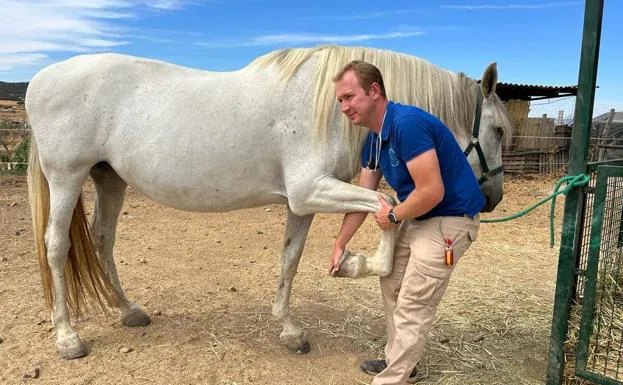 El veterinario Alfonso Rodríguez, cuida un caballo en una yeguada.