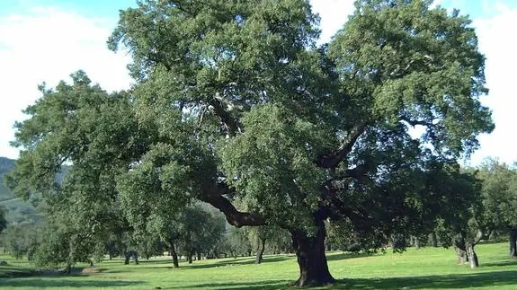 El alcornoque de la dehesa boyal de Mirabel, declarado Árbol Singular de  Extremadura | Hoy